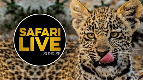 tube safaris|WildEarth Safari Live .